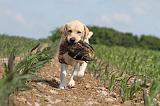 LABRADOR 459